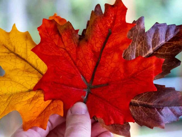 Canada’s Immigration Reset: Carney’s Mandate Ushers in a New Direction