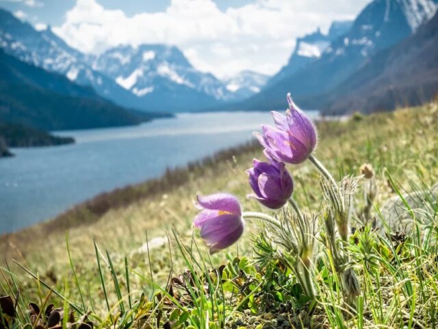 Express Entry: Canada holds first-ever draw for Education professionals