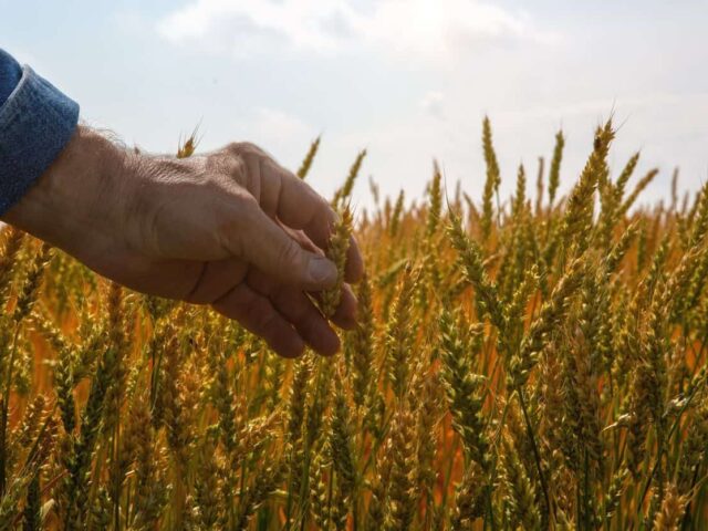 IRCC developing new foreign worker stream for agriculture and fish processing