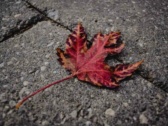 New Brunswick Invites 2,015 Candidates Through NBPNP in 2025